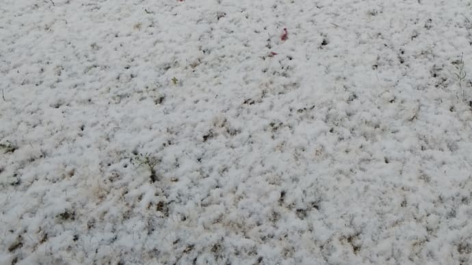草屋根、雪がかぶり始めました…