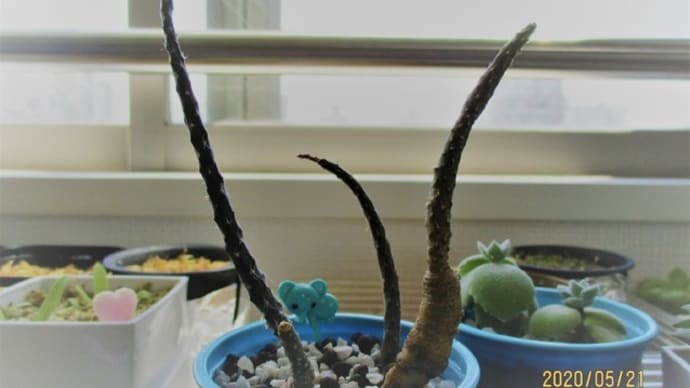 黒竜の植え方がおかしい