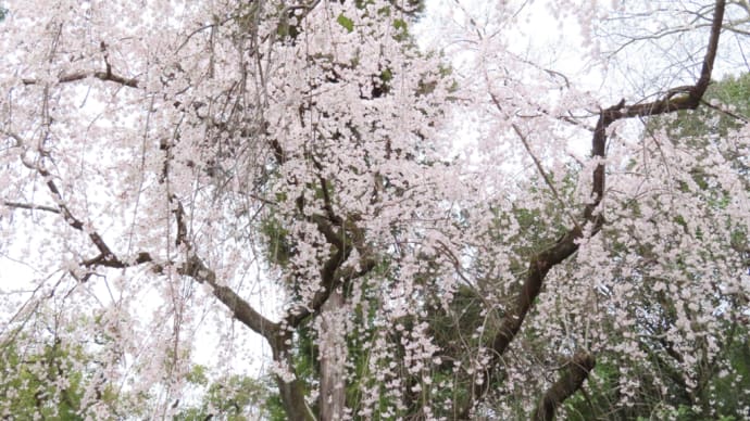 桜とモクレン 京都御苑