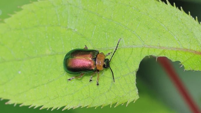 信州のお山で…、虫さん集合! 《 甲虫の仲間、集合なのだ 》