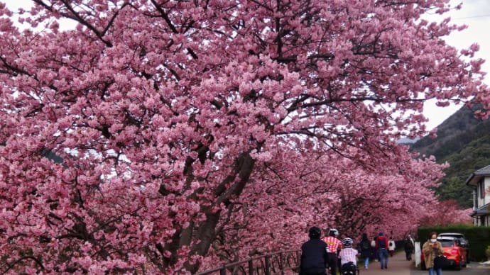 いつの間にか河津桜の季節になっていました