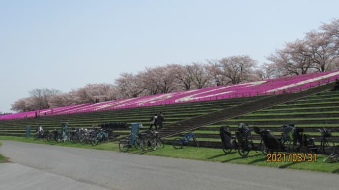 まさかのコンデジバッテリー切れ~荒川赤羽桜堤緑地
