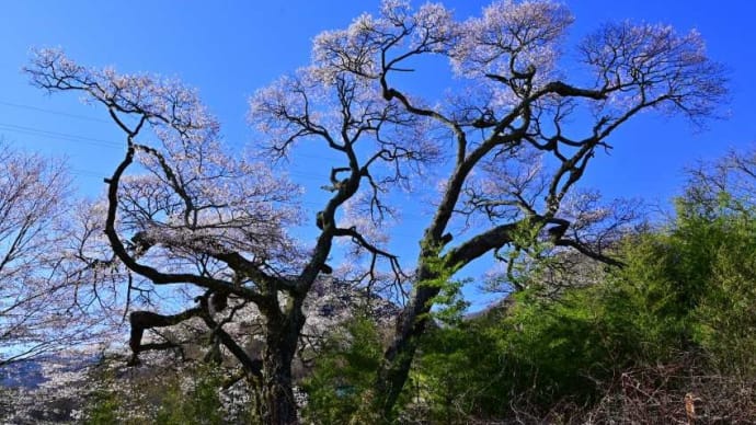 長和町　赤倉崖下の大桜