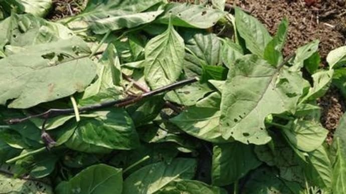 野菜の手入れと収穫
