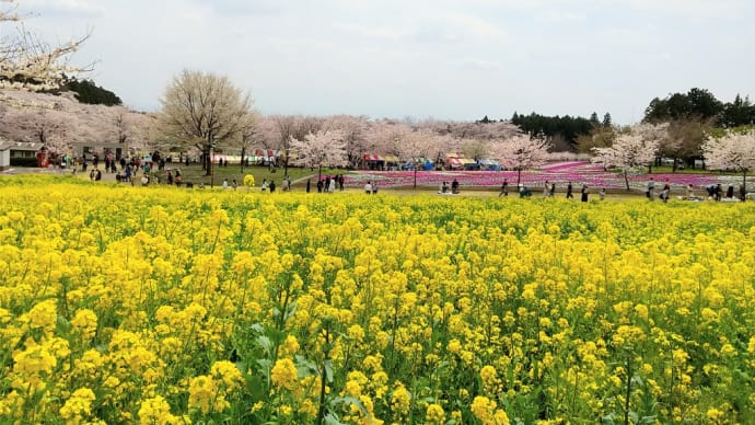 見事なお花見~🌸✨