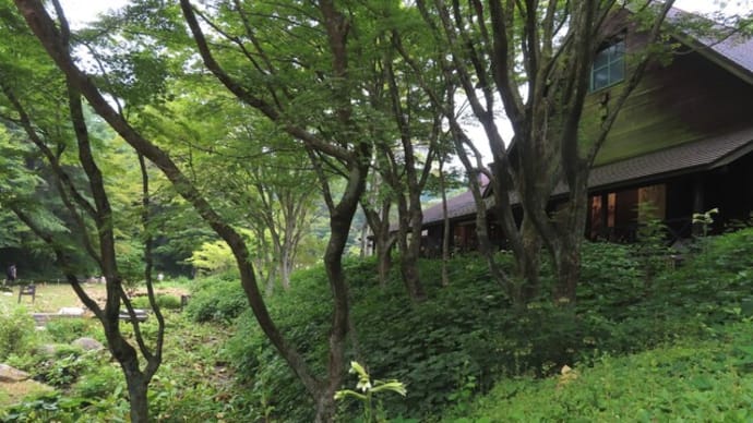 キレンゲショウマとレンゲショウマ~六甲高山植物園2024/8上旬(1)