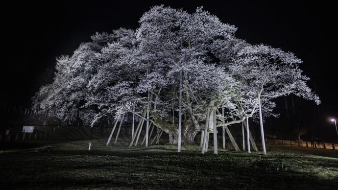 薄墨桜を見に行きました