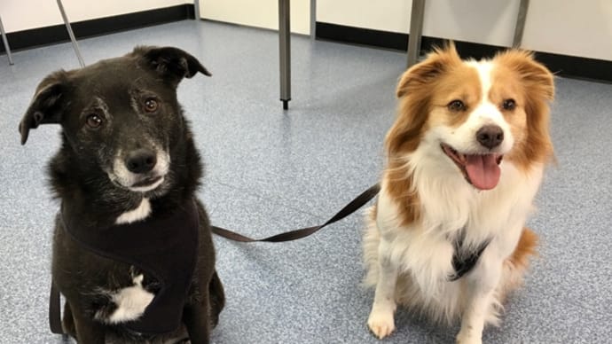 犬と残業