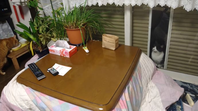 外猫はっちをお家猫に(その1保護大作戦②)