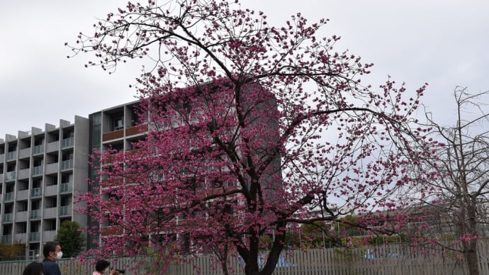 大寒桜狩り 神奈川県鎌倉市 日比谷花壇大船フラワーセンター(5)寒緋桜