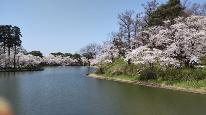 サクラ　サクラ　思い出のサクラ