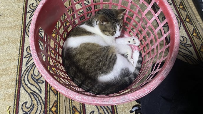 かご
