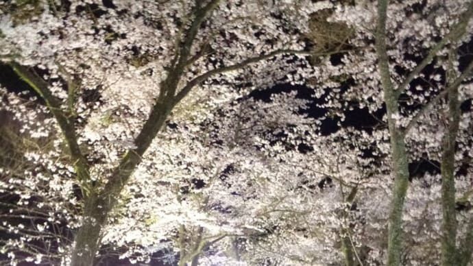 梅ヶ島コンヤ温泉「コンヤの里さくら園」夜桜ライトアップ