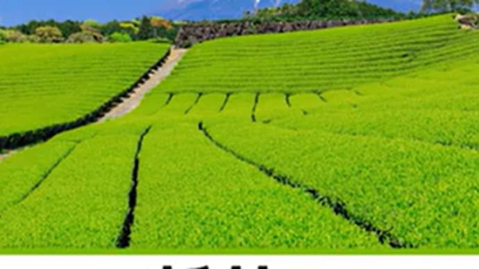 プレバト俳句~新茶
