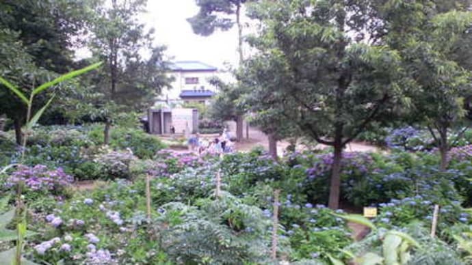 紫陽花公園