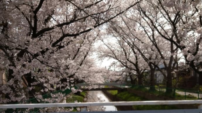 草生津川の桜