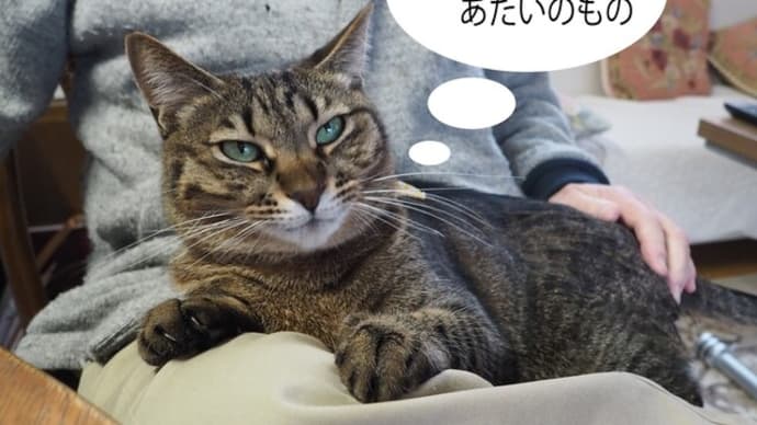 どや顔さむちゃん