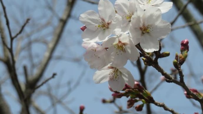 自宅近所の桜