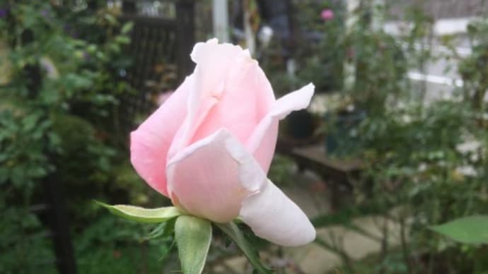 秋バラがポツポツ咲いています