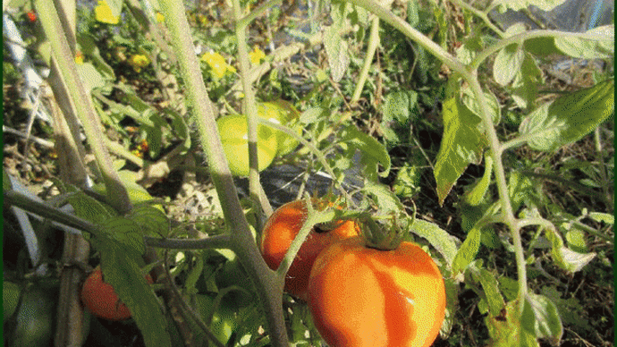 昨年長く収穫が出来た「トマト」の後始末を、晴れの天候に恵まれ暖かく感じた12日に行って・・・