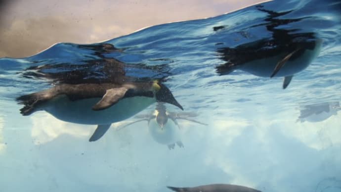 水中の皇帝ペンギン 標準