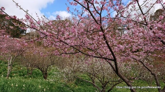 佐久間ダムの頼朝桜~方雅@富津市