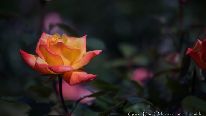 薔薇園から