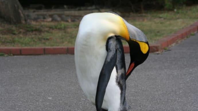 王様ペンギンと皇帝ペンギンの体格差