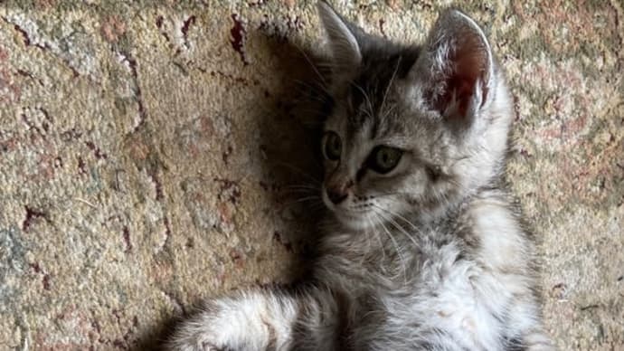 凛ちゃん、猫舟を無事退院🎉咲ちゃんはイマイチ💦