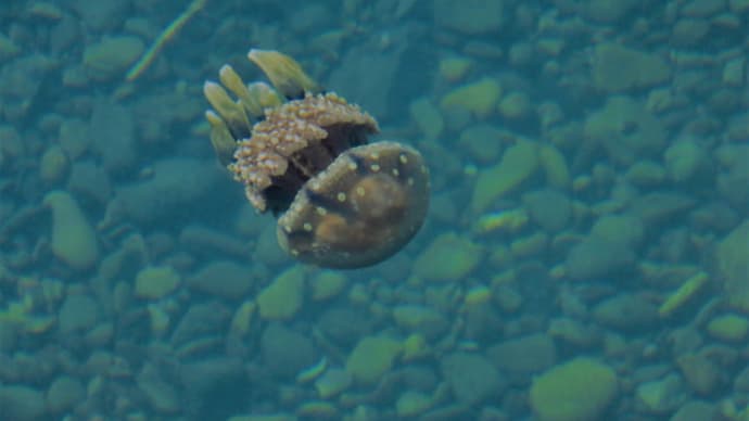 Papuan jelly