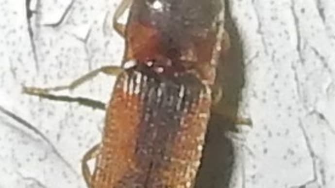 マダラチビコメツキ20190901