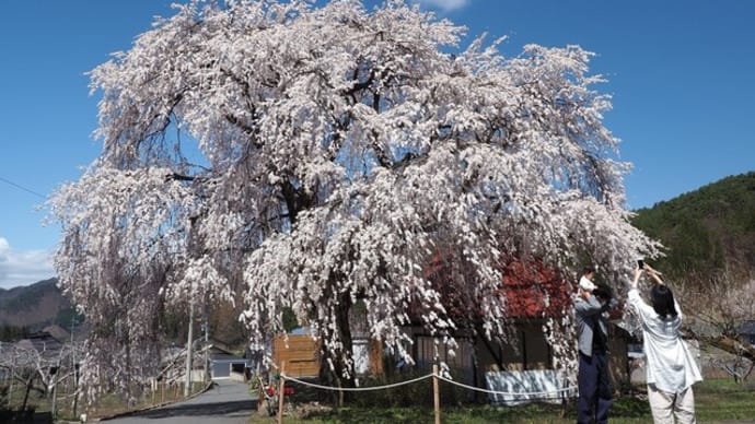 高山村・・・中塩のしだれ桜
