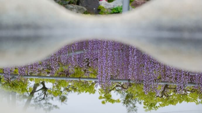 【藤】市川市高圓寺の長寿藤を見てきた  Went to see wisteria at Koenji Temple, Ichikawa (4/23/2022)