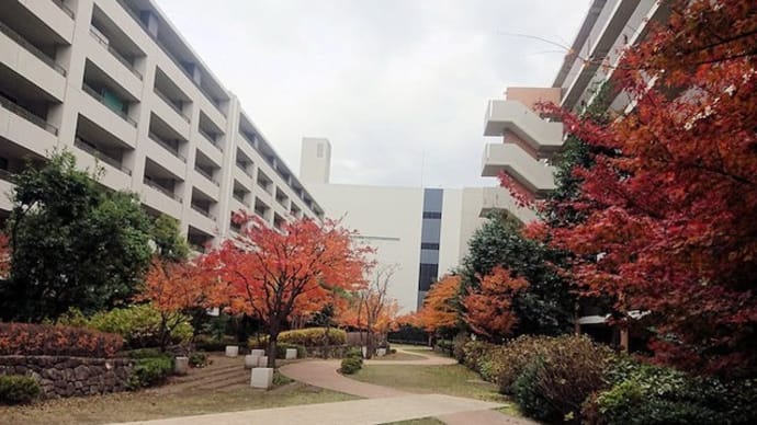 紅葉の季節
