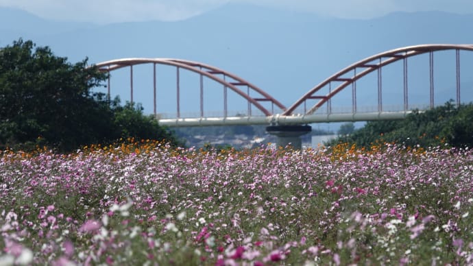 コスモス ~河川敷は花盛り~