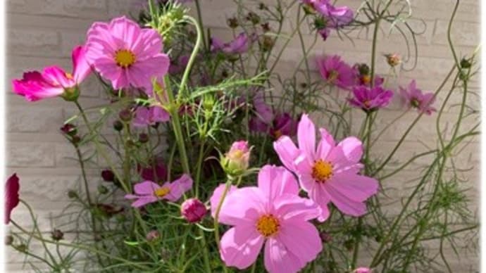 穏やかな月曜日はレッスンと洗濯と秋桜と