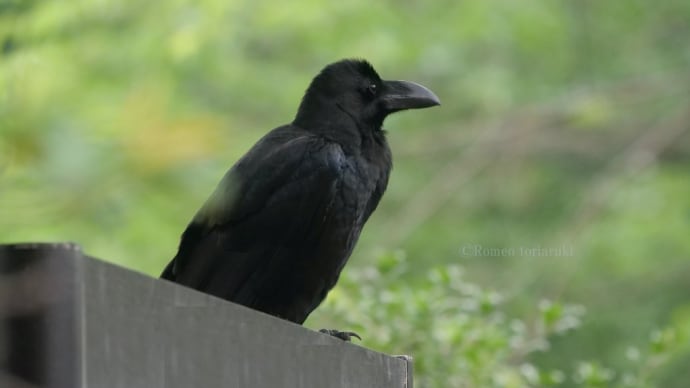 カラスも可愛い!