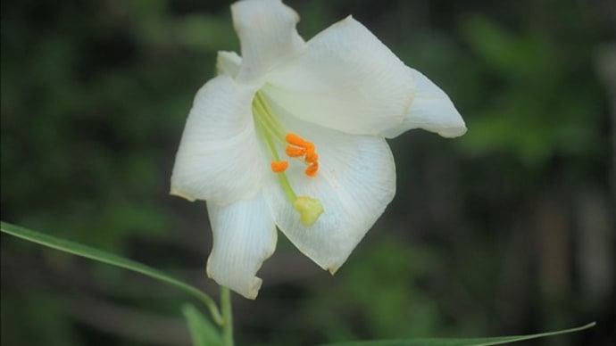 素心白花のササユリ、黄花小白久、 それに3蝶咲のシランで～す。
