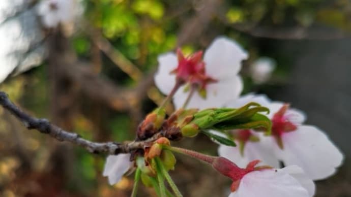 桜が咲いた😁