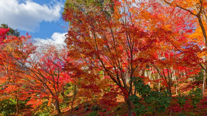 奈良県葛城市 當麻寺奥院の紅葉