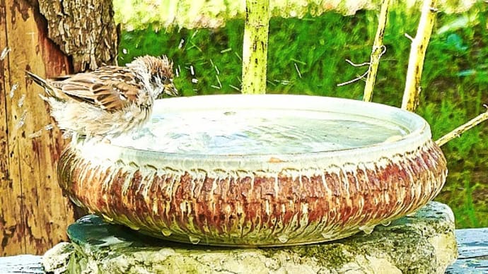 小鳥のために設置した我が猫額庭園のミニ・プールで、スズメたちが水浴びをしています