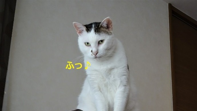 逃げ切ったマロ