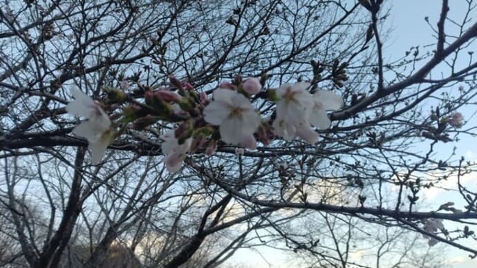 弁天山の桜が咲いた