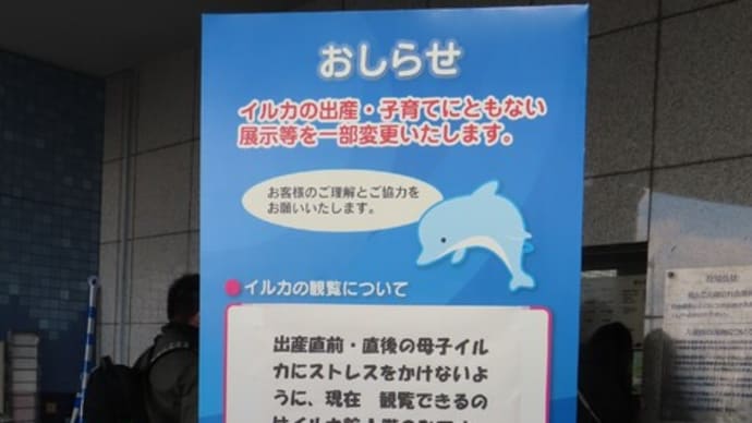 いおワールドかごしま水族館・イルカの赤ちゃん、誕生