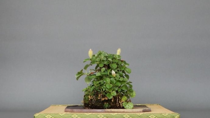 草物盆栽 ネコヤナギ