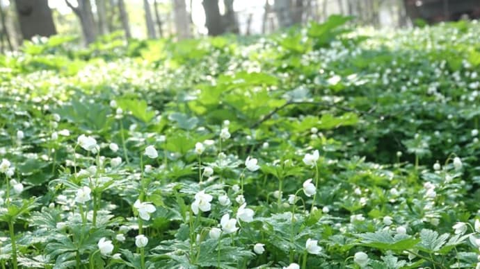 秘密の花園は独り楽しみ