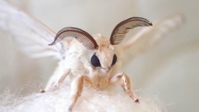 マンデラエフェクトとルッキンググラス作戦