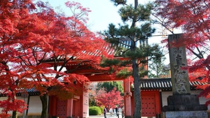 京都 紅葉今が見ごろ  新緑と紅葉に映える古寺　真如堂 