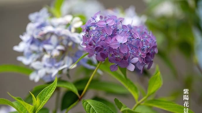 色とりどり、紫陽花景。