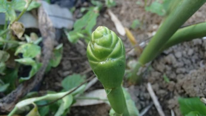 アスパラガスの畝づくり
